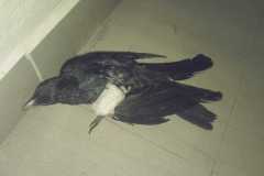 IMG-20200403-WA0047
