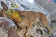 IMG-20200404-WA0016