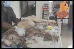 IMG-20200503-WA0069