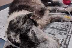 IMG-20230408-WA0003