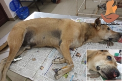 Picsart_22-12-04_09-43-17-7611