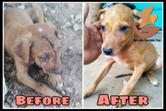 Wounded puppy- before $ After treatment