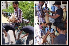 Stray dog vaccination