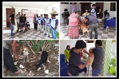 Handling street dogs.