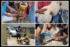 Pet and street dog vaccination