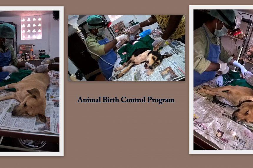 ABC Animal Birth Control