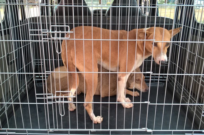 Dogs released after sterilization