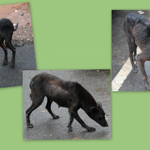 Mobile Treatment Program