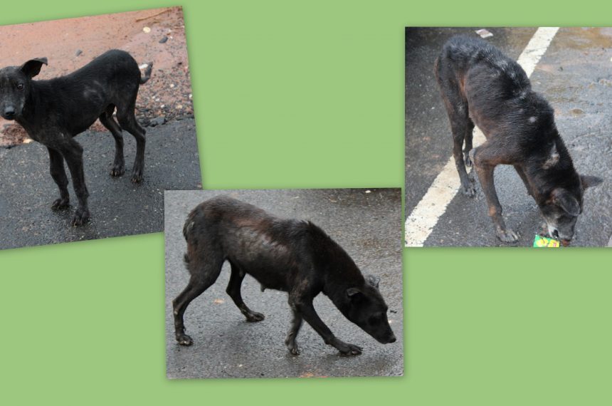 Mobile Treatment Program