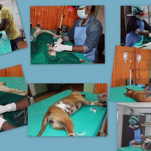 Animal Birth Control Program – January 2016