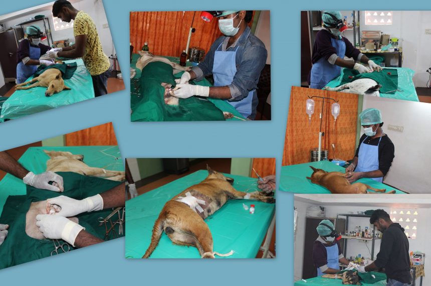 Animal Birth Control Program – January 2016