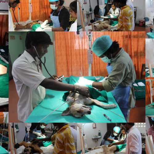 Animal Birth control Program