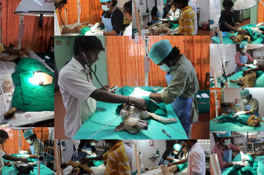 Animal Birth control Program