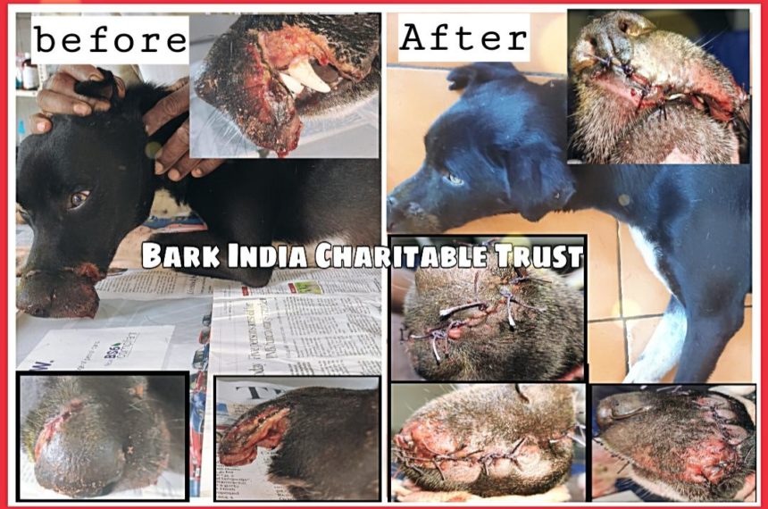 Street dog rescue from Navarkulam