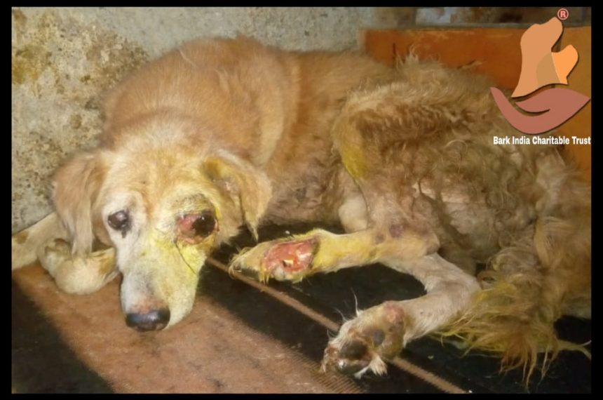 Street dog whose eye popped out is rescued