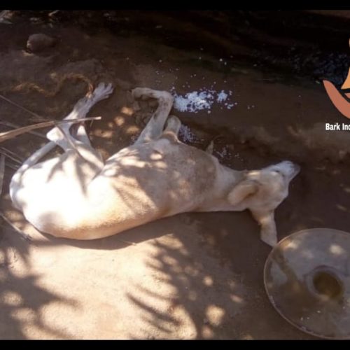 Street dog rescue during the lockdown of COVID19