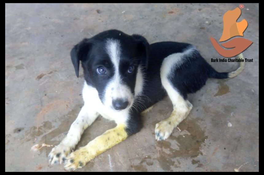 Puppy met with accident- Rescued