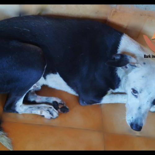 Dog rescued with gash injury- Another human cruelty case