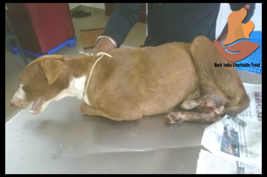 Leg chopped off and abused dog rescued
