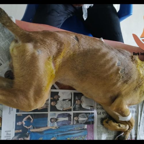 Victim of human ill treatment – Wounded dog rescued