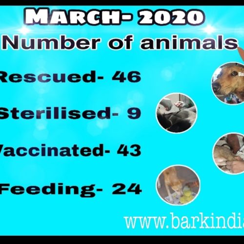 Animal welfare activities- March 2020