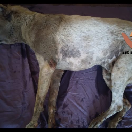 Mutilated by heartless humans- Injured dog rescued