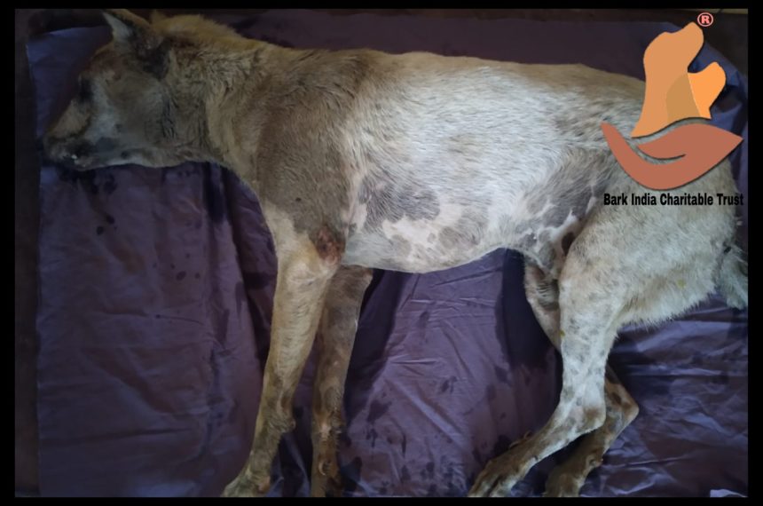 Mutilated by heartless humans- Injured dog rescued
