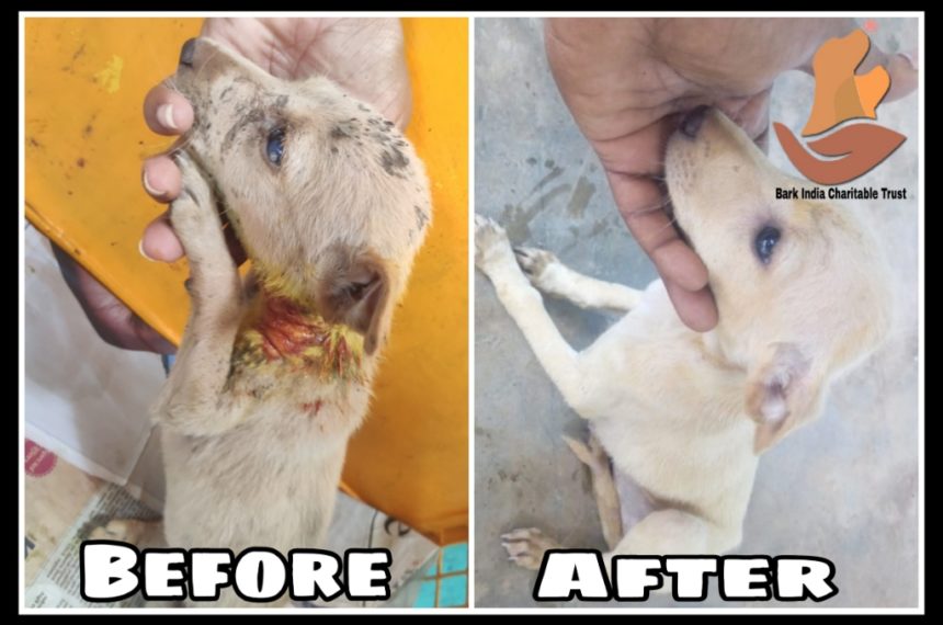 Puppy before and after treatment
