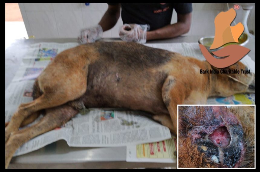 Head wound dog rescue in Pondicherry