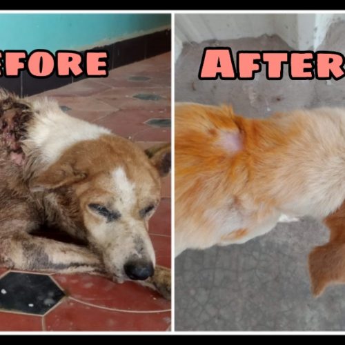 Rescued maggot wound dog- before and after treatment