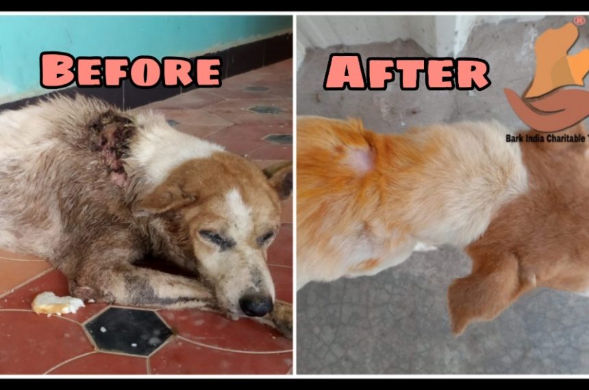 cp Rescued maggot wound dog- before and after treatment