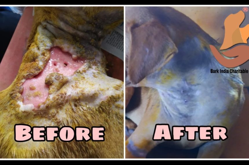 Human Cruelty Victim Dog- Transformation and New Life