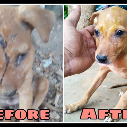 Wounded puppy transformation- Street dog rescue and treatment