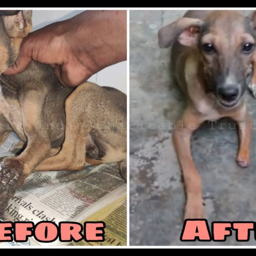 Leg decayed Puppy recovery- Free veterinary treatment for strays