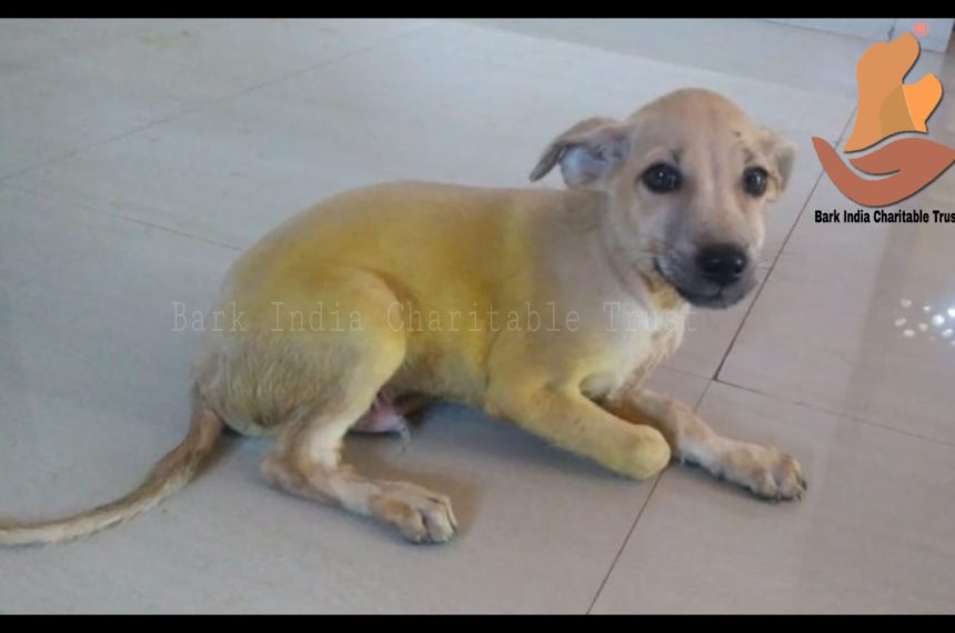 Puppy blog Please Be Careful while you Drive- Puppy rescued