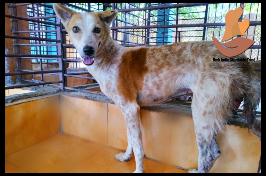TVT Dog Rescue and Treatment in Pondicherry