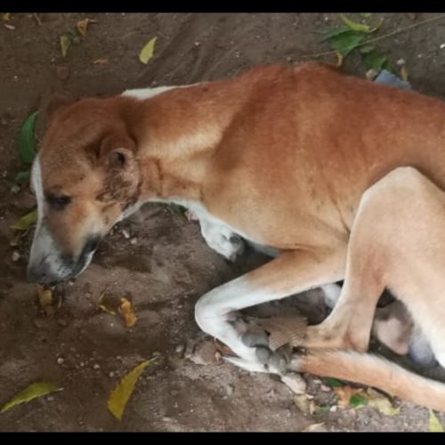 Stray dog met with accident rescued- Dog rescue in Pondicherry