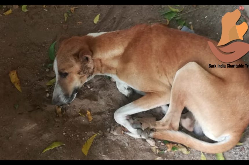 Stray dog met with accident rescued- Dog rescue in Pondicherry