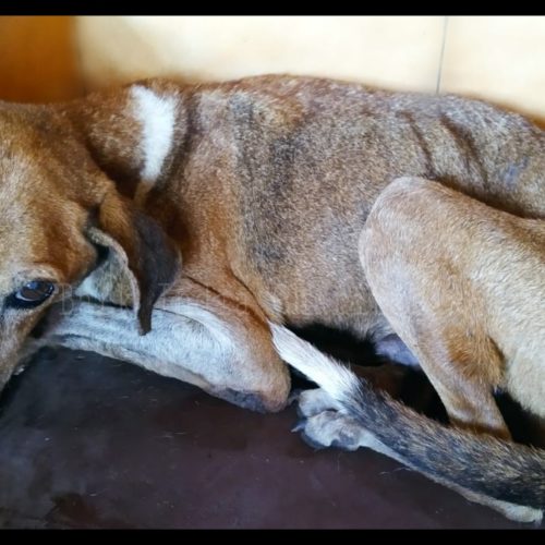 Anemic dog rescue- Stray dog rescue in Pondicherry