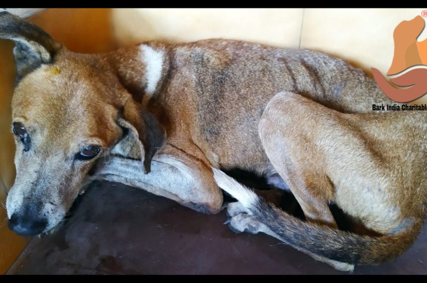 Anemic dog rescue- Stray dog rescue in Pondicherry