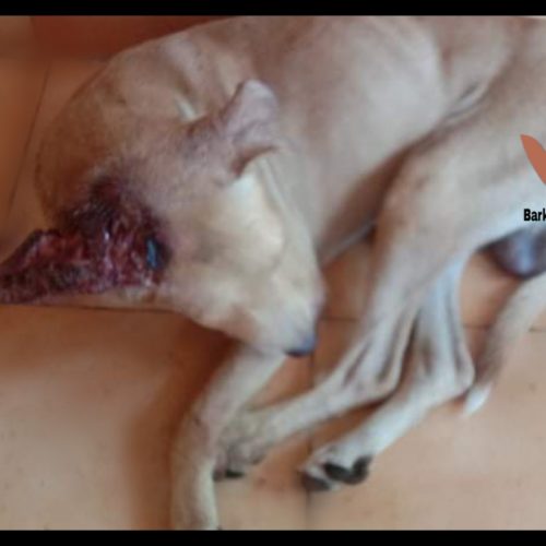 Head wound dog rescued- Dog rescue and treatment