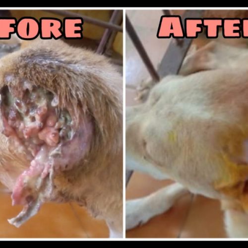 Ear maggot wound-Street dog transformation