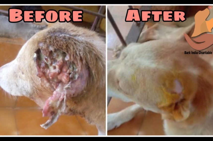 Ear maggot wound-Street dog transformation