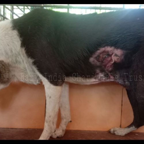 wounded dog rescue- Charity for animals