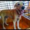 Story of an abandoned dog- A Labrador says…