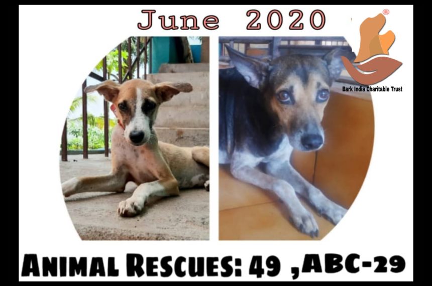 Veterinary Hospital and Rescue Centre for Stray Animals- Pondicherry