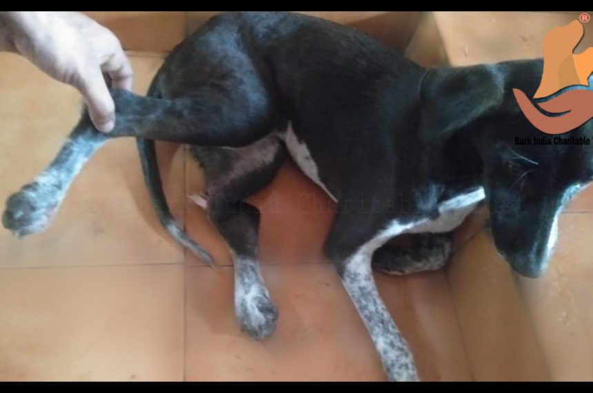 Hind leg bone exposed dog rescue- Free veterinary treatment for stray animals