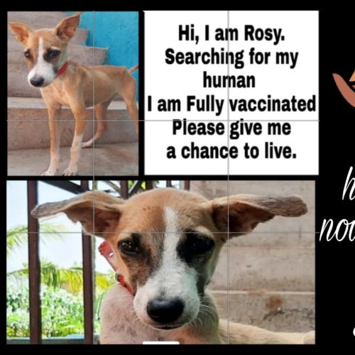 Puppy for adoption- Do not buy dogs while homeless dogs die- Rescue centre and hospital for street animals