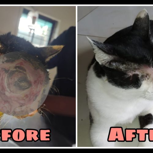 Wonderful recovery of rescued cat with cracked face- Stray cat rescue and treatment