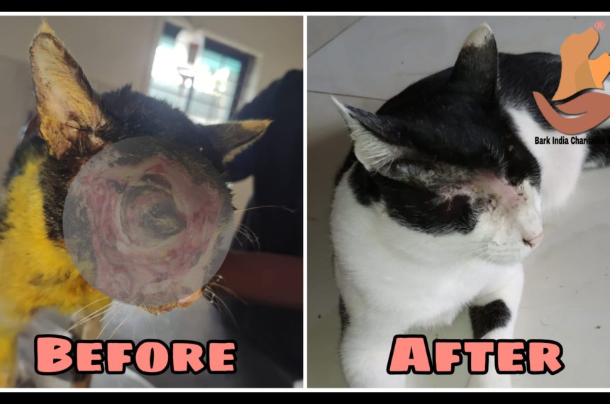 Wonderful recovery of rescued cat with cracked face- Stray cat rescue and treatment